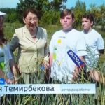 В Ступине приступают к уборке уникального урожая 001